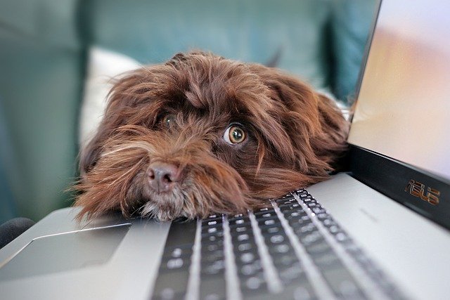 Dog with head on top of laptop