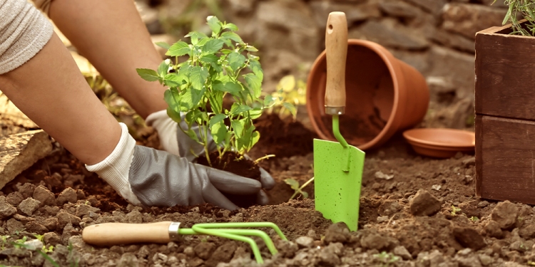 Gardening