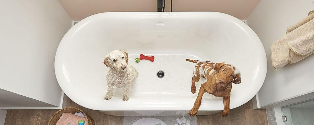 Bathtub with two dogs