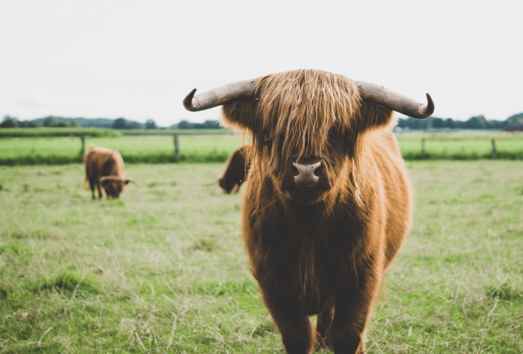 Choosing the Right Fence for Your Ranch